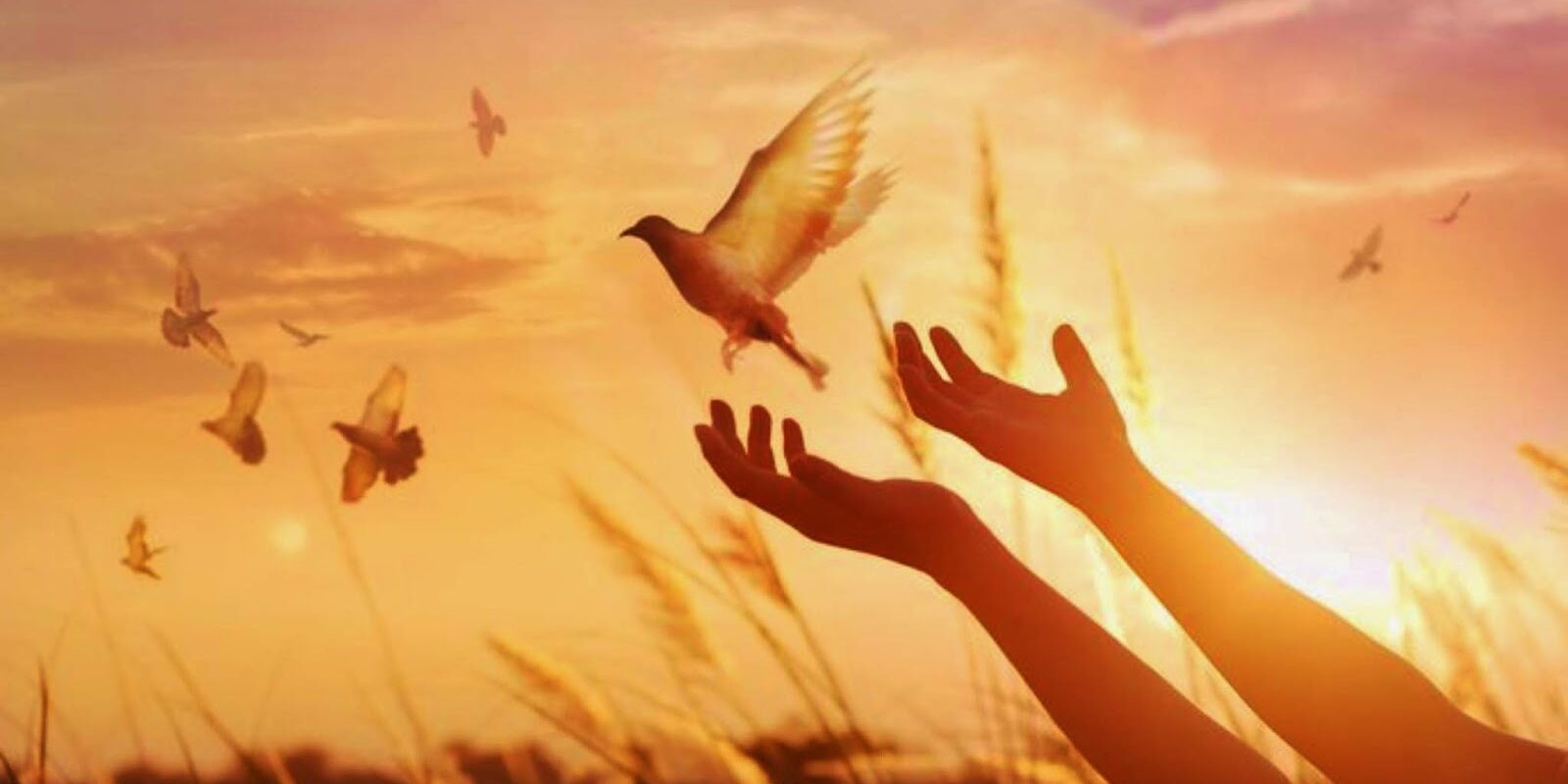 MensagemPapaPaz-2400x1524_c