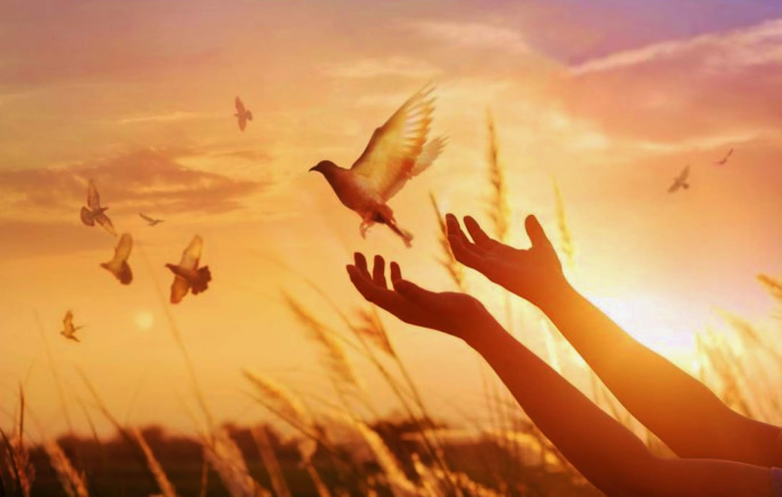 MensagemPapaPaz-2400x1524_c